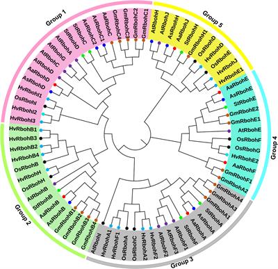 Genome-wide analysis of respiratory burst oxidase homolog (Rboh) genes in Aquilaria species and insight into ROS-mediated metabolites biosynthesis and resin deposition